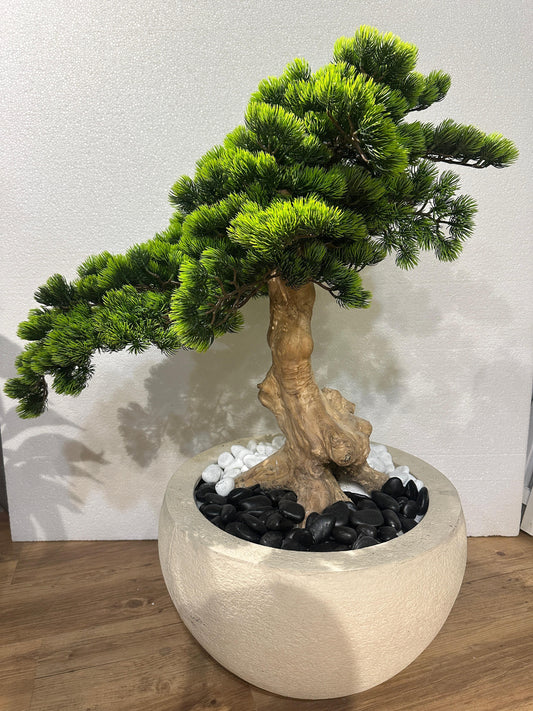  Bonsai Tree